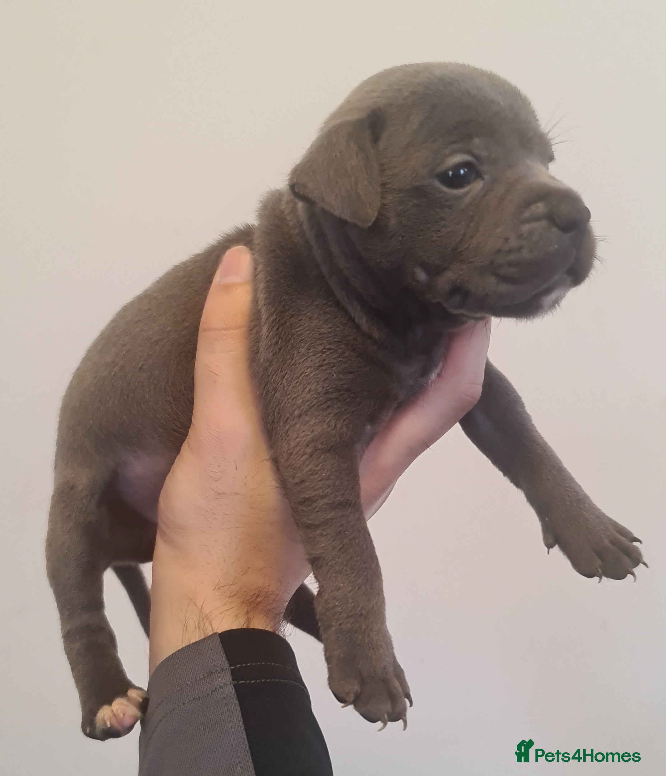 Staffordshire Bull Terrier dogs Adorable Black and blue kc staffy puppys  - Advert 2
