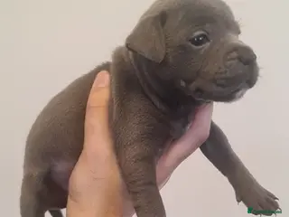 Staffordshire Bull Terrier dogs Adorable Black and blue kc staffy puppys - Advert 2