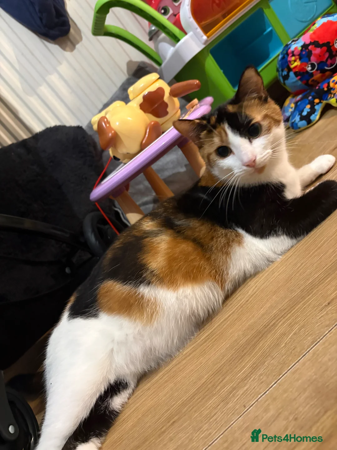 Domestic Shorthair cats for sale: 5 beautiful kittens in Wigan - Advert 5