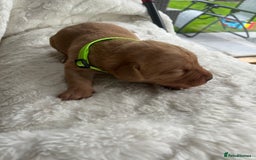 Labrador Retriever dogs for sale: KC Registered Fox Red Labrador puppies - Image 15