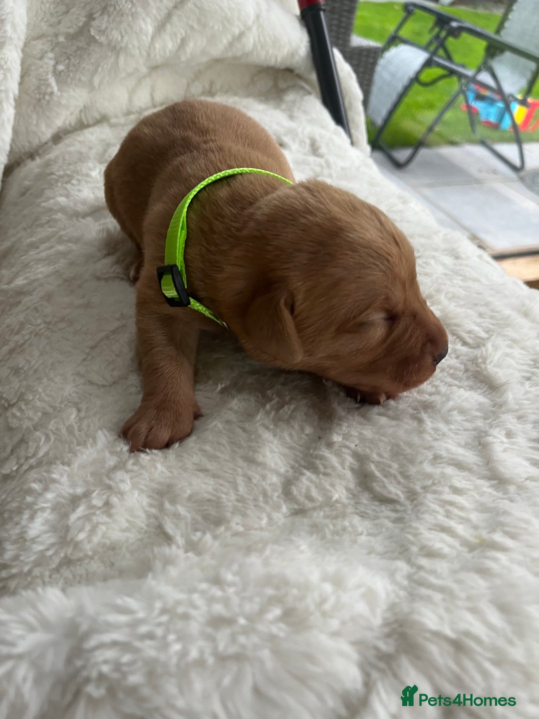 Labrador Retriever dogs for sale: KC Registered Fox Red Labrador puppies - Image 15