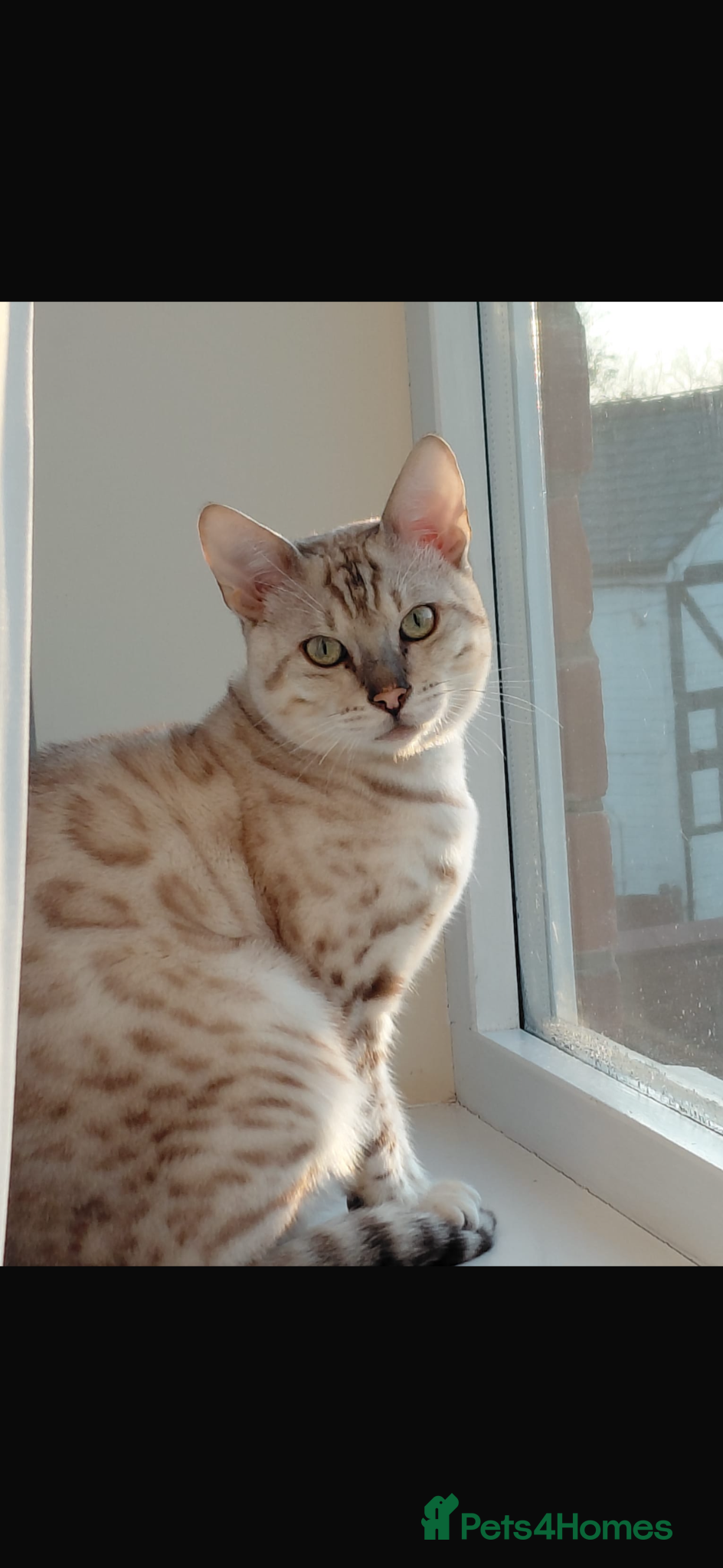 Bengal cats Snow bengal STUD - Advert 1