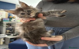 Maine Coon cats for sale: Stunning pedigree mc kitten girl - Image 5