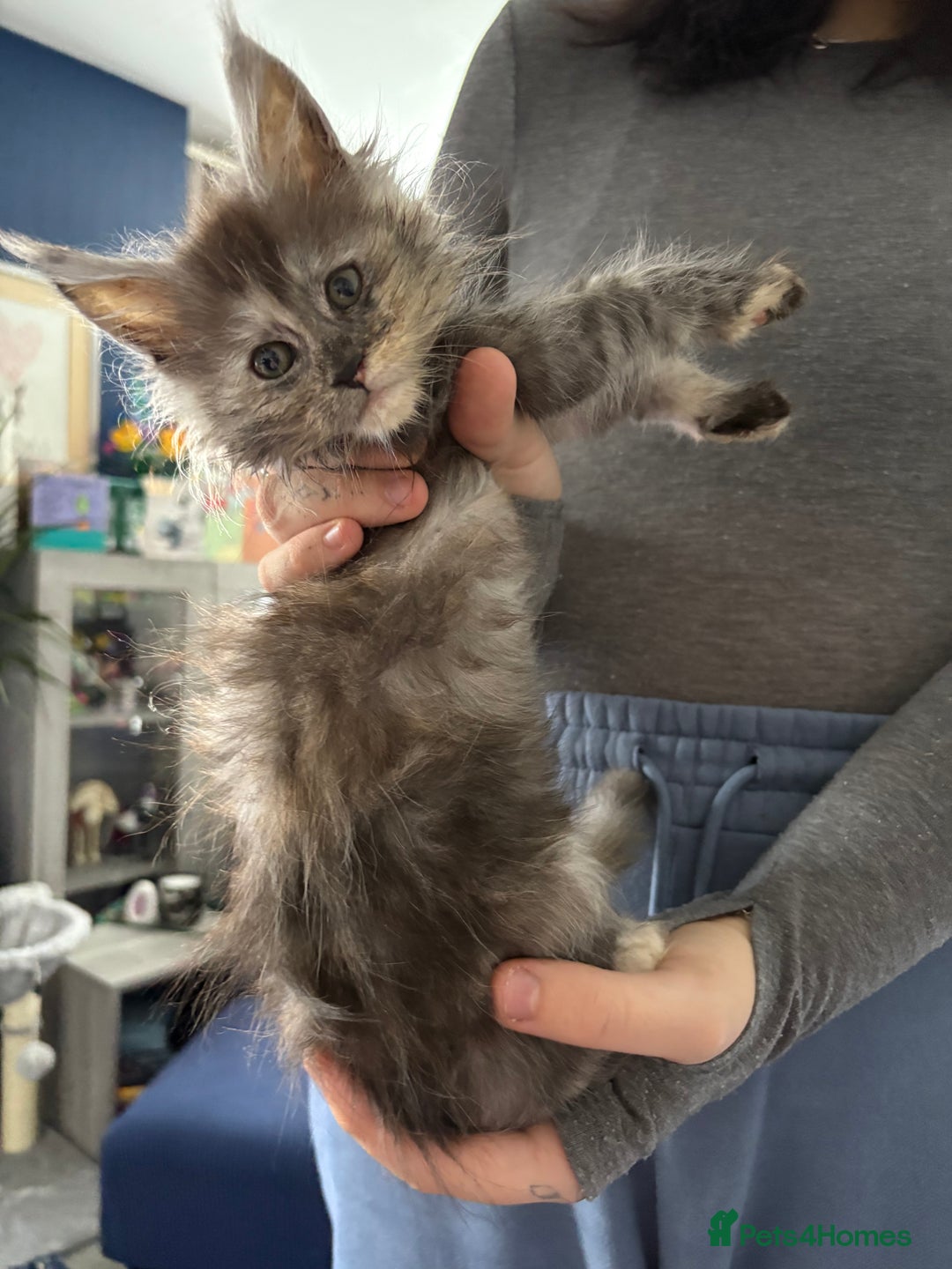 Maine Coon cats for sale: Stunning pedigree mc kitten girl - Image 5