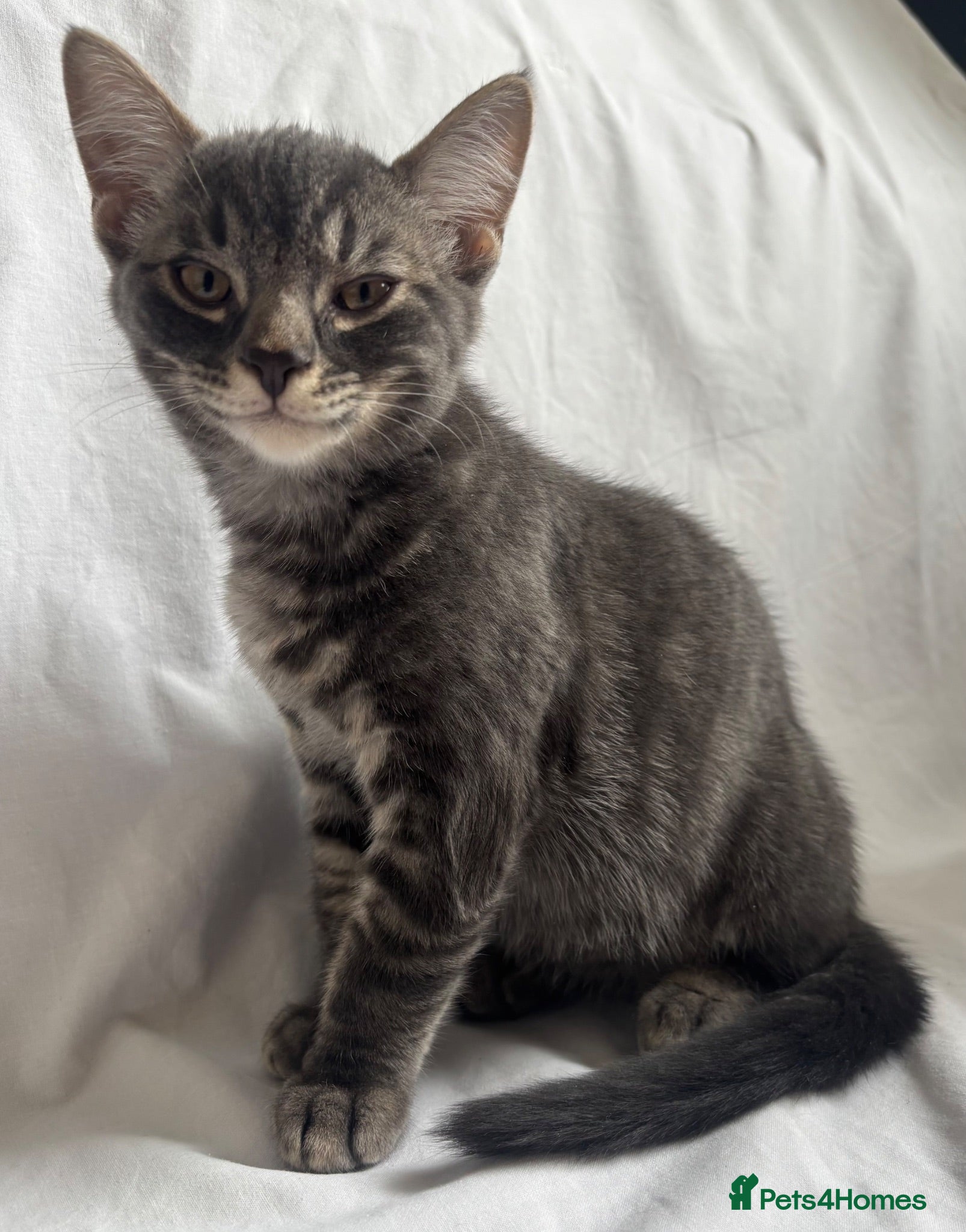 British Shorthair cats Kittens are ready for a good loving home  - Advert 2