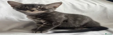 British Shorthair 1