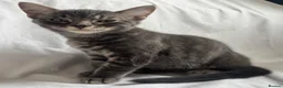 British Shorthair cats for sale: Kittens are ready for a good loving home  in Winchester - Advert 1