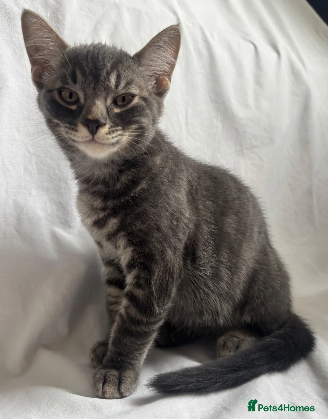 British Shorthair cats for sale: Kittens are ready for a good loving home  in Winchester - Advert 1