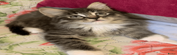 Maine Coon cats for sale: Three adorable Maine Coon Kittens For Sale  - Advert 33