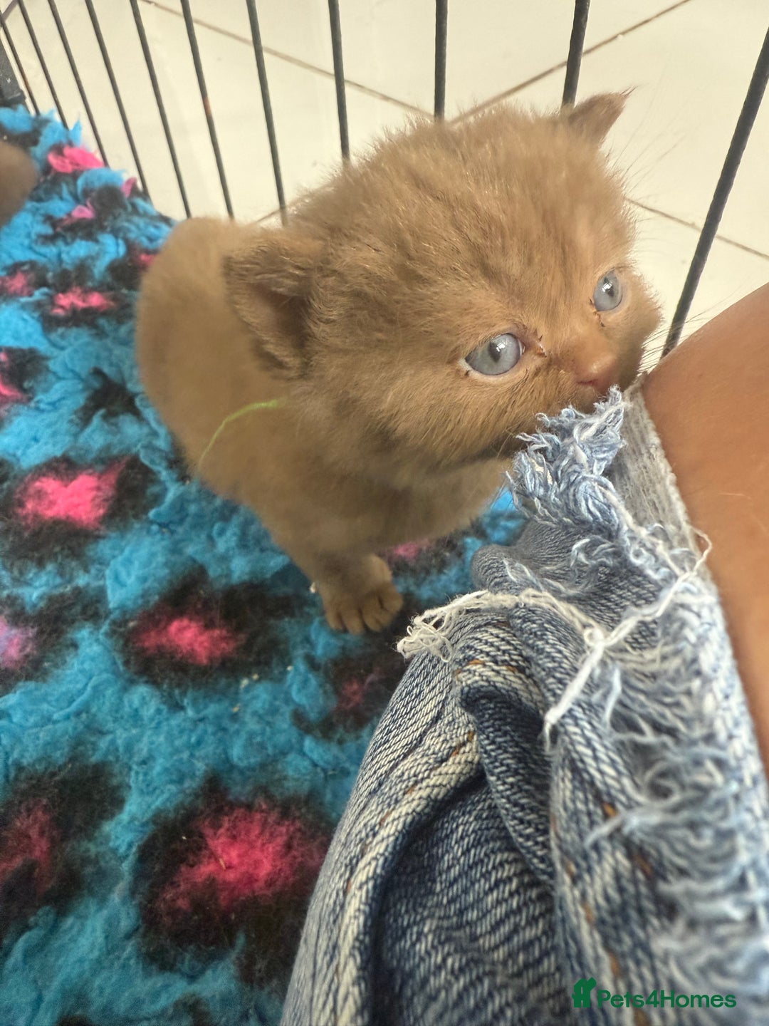 British Shorthair cats for sale: British shorthair kittens  - Image 20