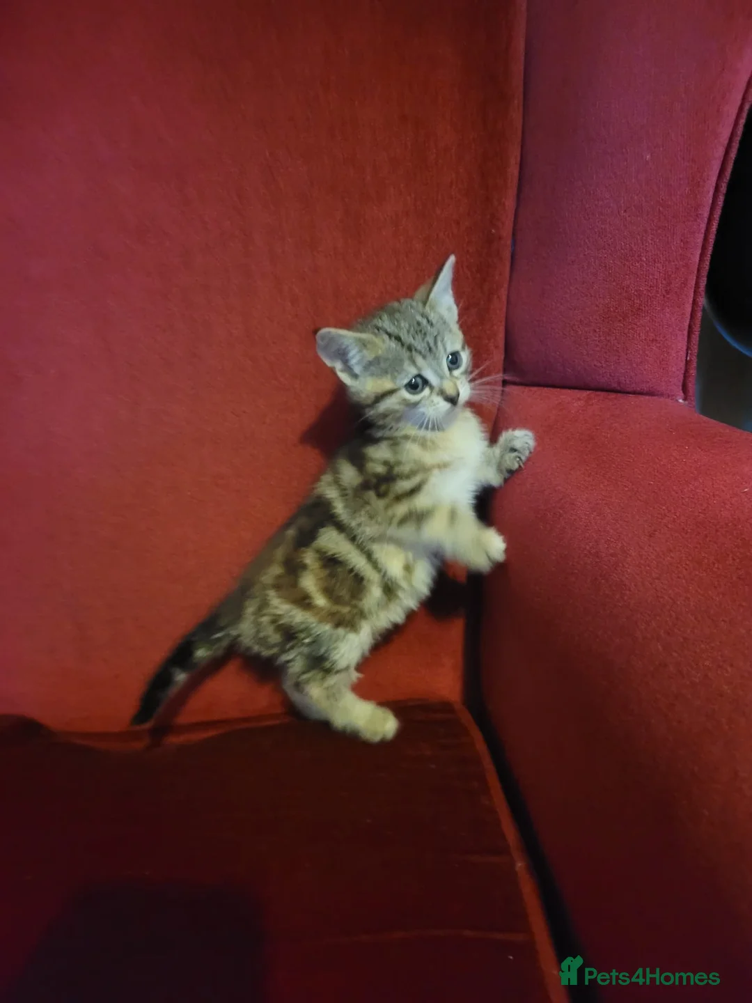 Mixed Breed cats for sale: beautiful tabby kitten 8 weeks old - Advert 2