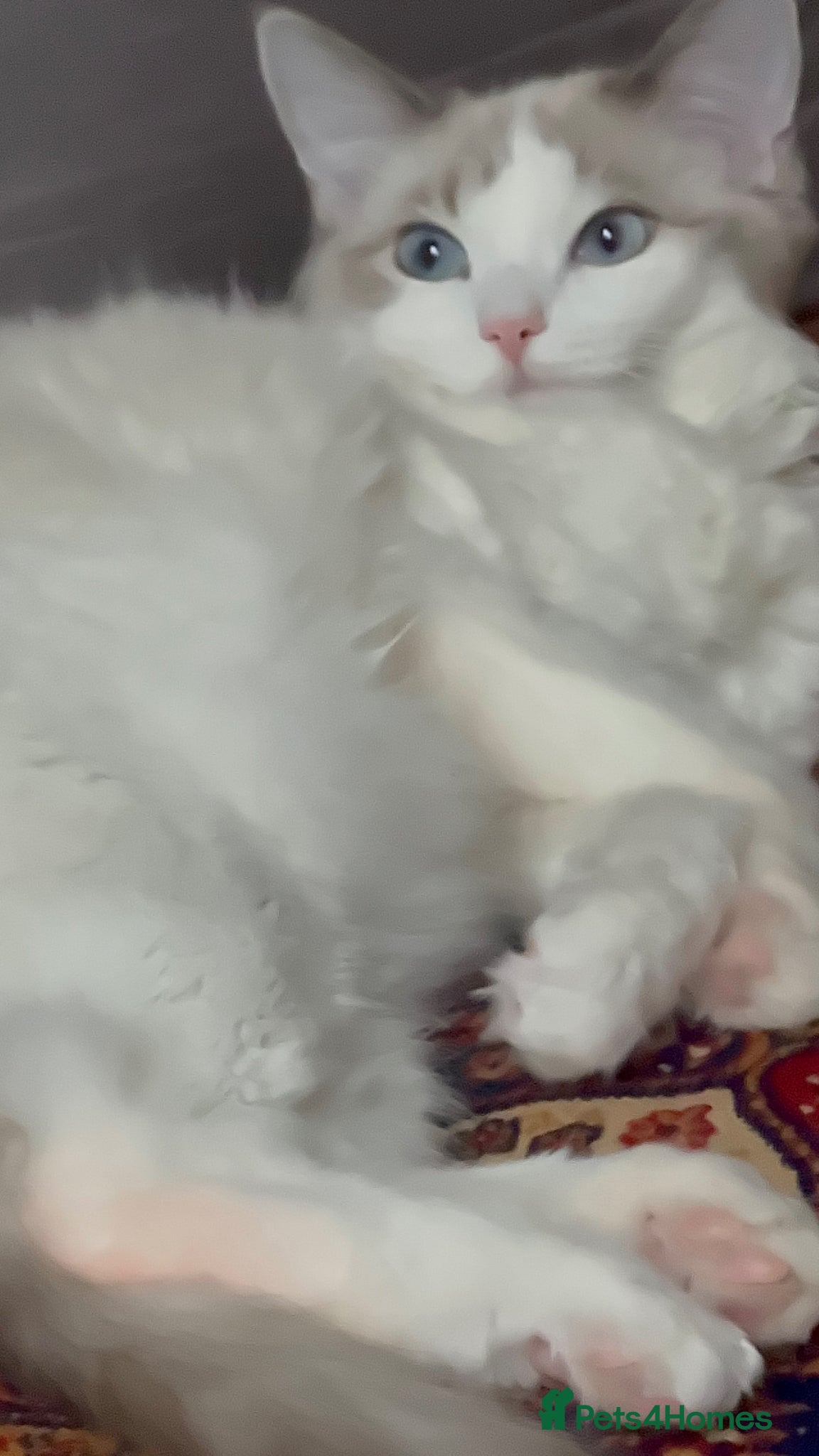 Ragdoll cats ragdoll  - Advert 3
