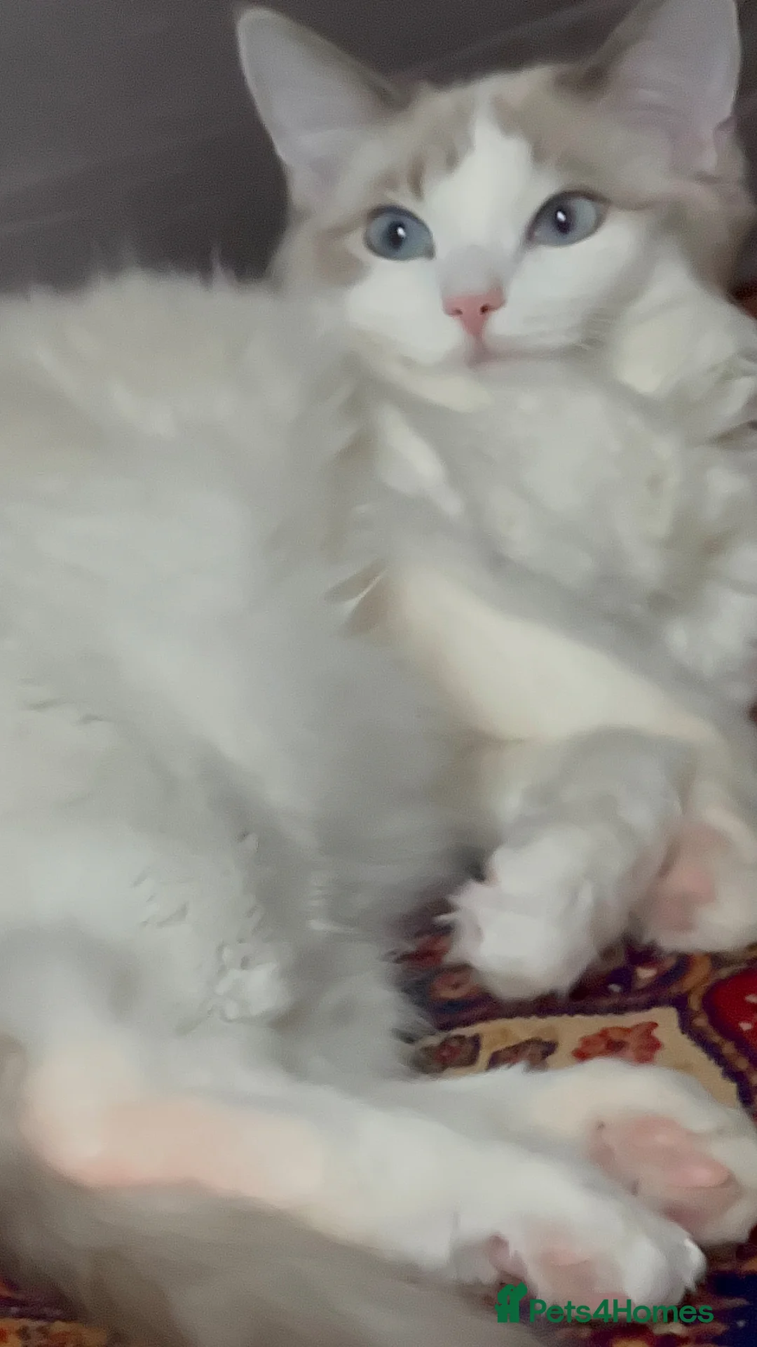 Ragdoll cats for sale: ragdoll  - Advert 1