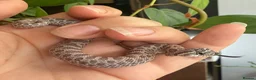 Snake reptiles for sale: Various Western Hognose Hatchlings - Advert 19