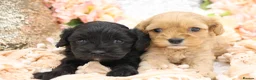 Cavapoo dogs for sale: Health Tested Cavapoos by Licensed Breeder - Advert 32