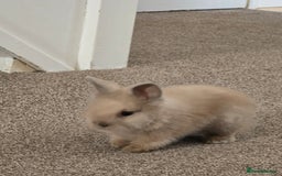 Mini Lion Lop rabbits for sale: Rabbit +cage - Image 3