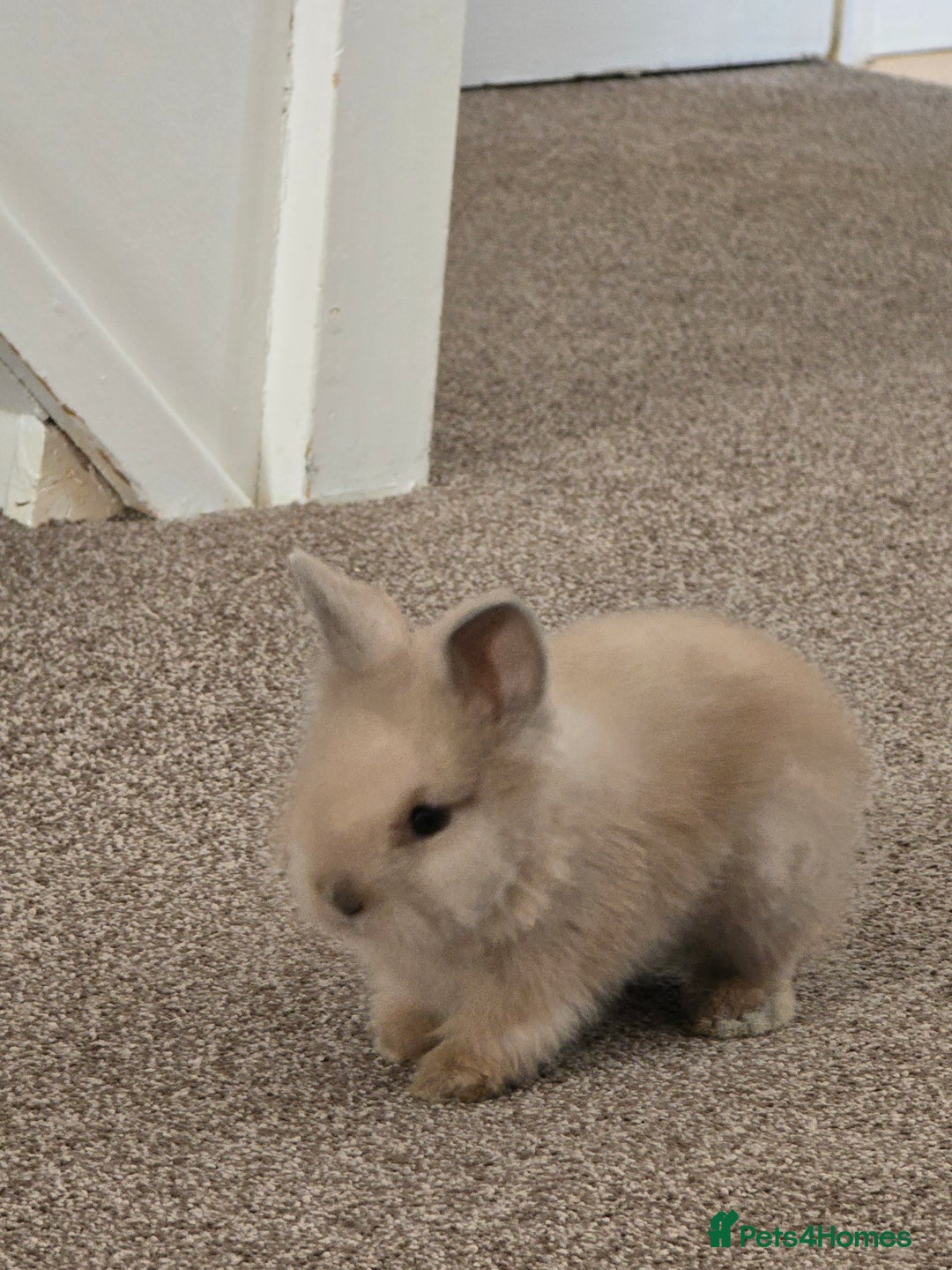 Mini Lion Lop rabbits for sale: Rabbit +cage - Image 3