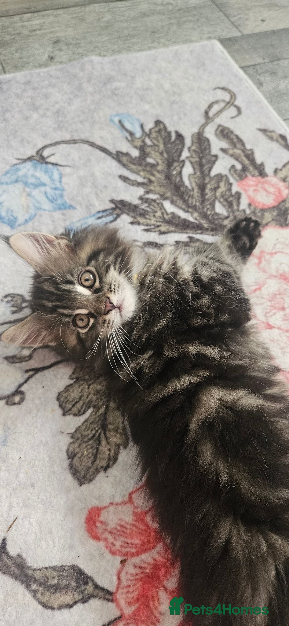Maine Coon cats Stunning xl TICA Registered Maine coon Kittens  - Advert 1