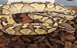 Python Snake reptiles for sale: Royal pythons for sale  - Image 1