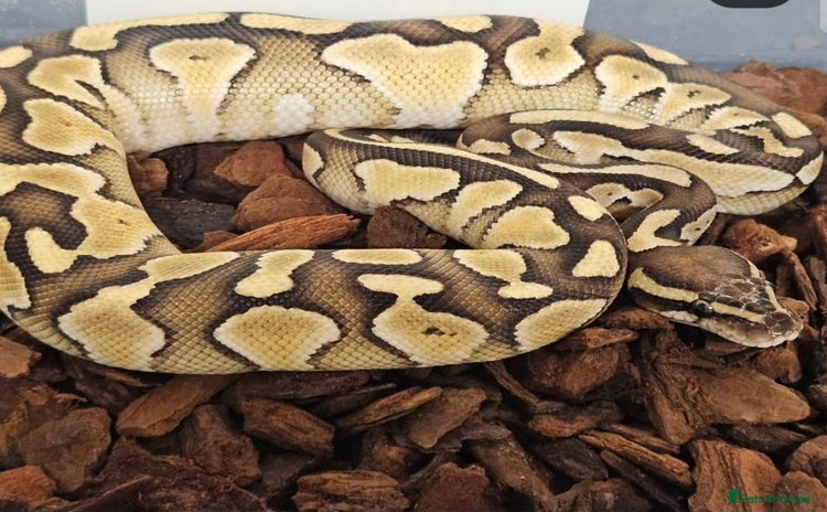Python Snake reptiles - Advert 3