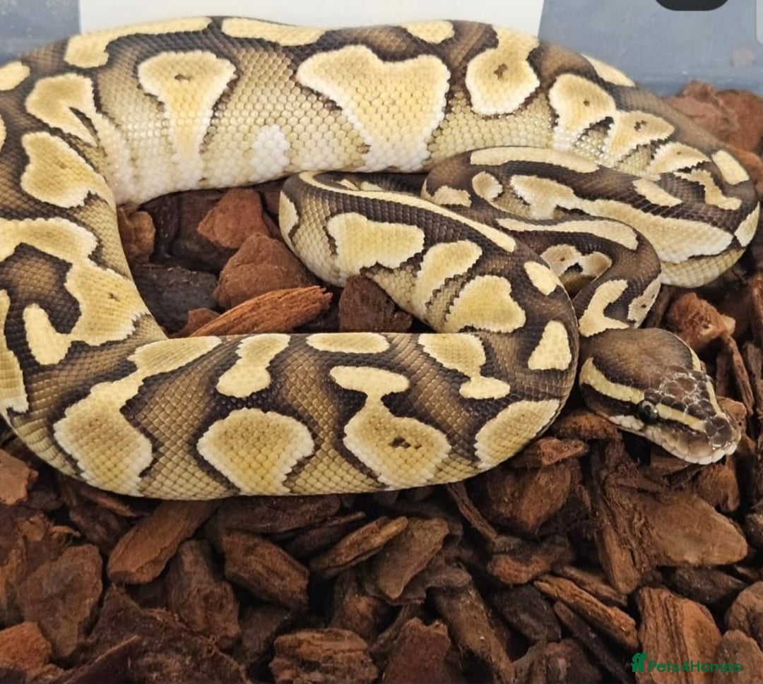 Python Snake reptiles for sale: Royal pythons for sale  - Image 1