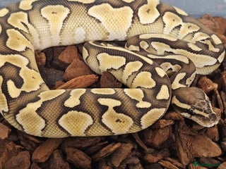 Python Snake reptiles - Advert 10