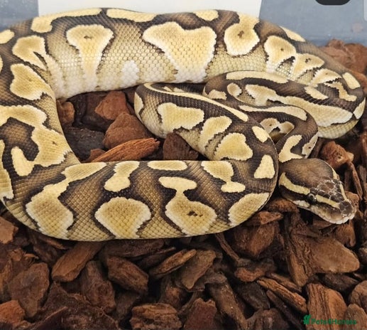 Python Snake reptiles - Advert 18