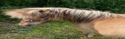 Shetland pony horses for sale: Shetland pony gelding  in Carmarthen - Advert 2