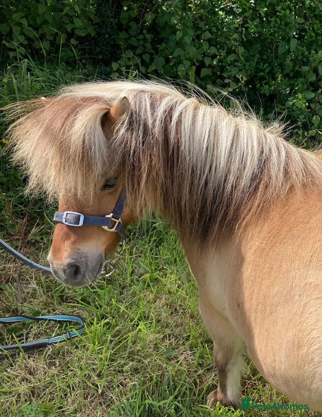 Shetland pony horses for sale: Shetland pony gelding  in Carmarthen - Advert 2