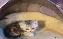 Munchkin cats for sale: Full Pedigree Munchkin Kittens  - Image 21