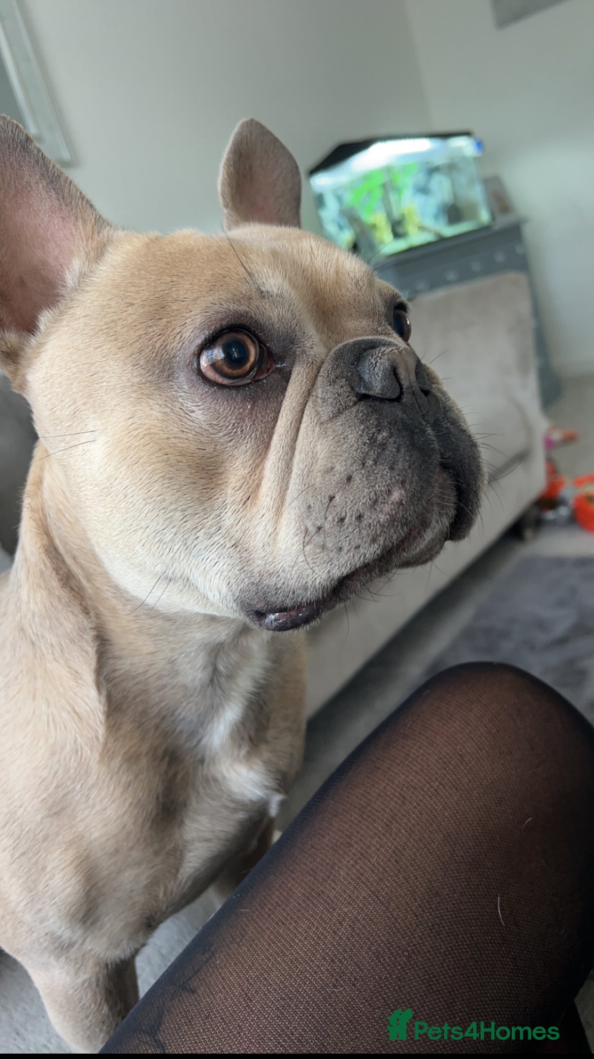 French Bulldog dogs Male french bulldog 3 years old - Advert 3