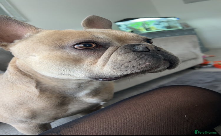 French Bulldog dogs Male french bulldog 3 years old - Advert 12