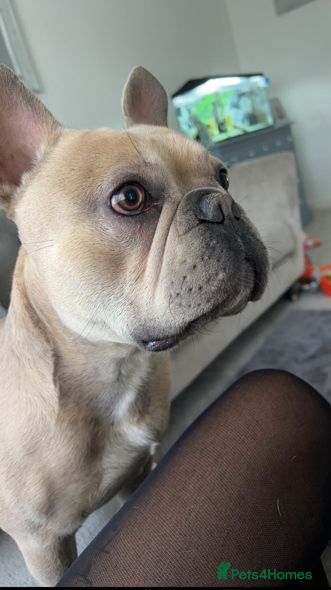 French Bulldog dogs for sale: Male french bulldog 3 years old - Advert 1