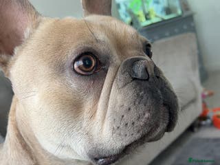 French Bulldog dogs Male french bulldog 3 years old - Advert 17