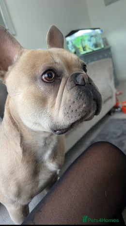 French Bulldog dogs Male french bulldog 3 years old - Advert 1