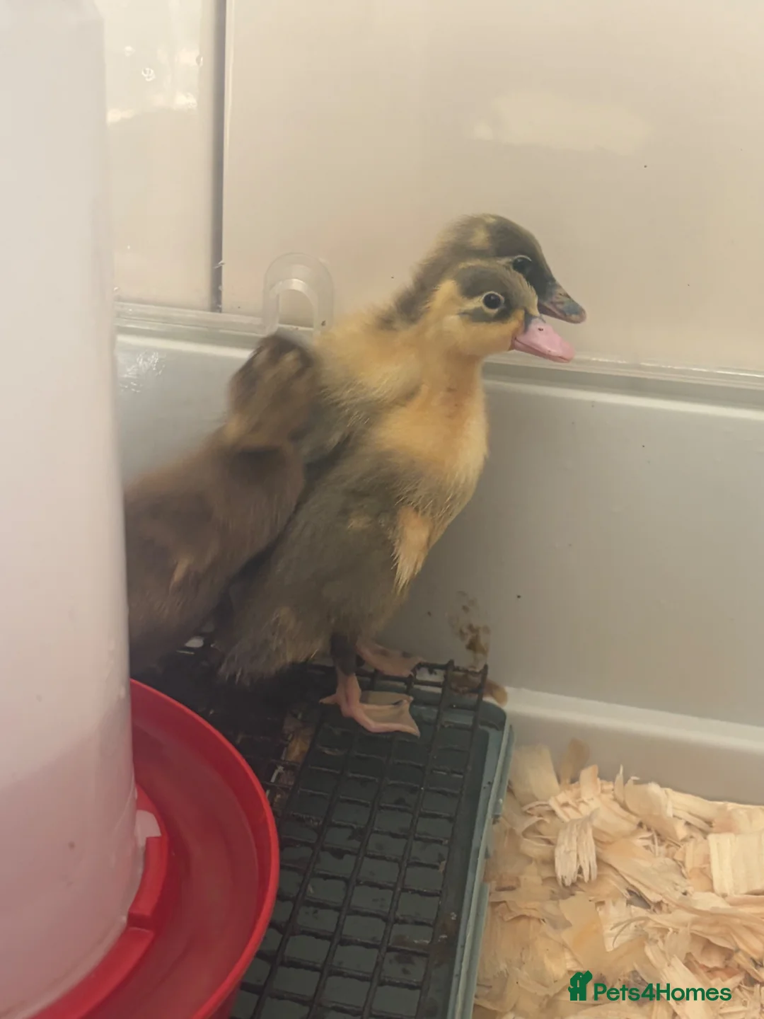 Ducks poultry for sale: Indian runner ducklings unsexed - Advert 2