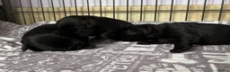 Miniature Schnauzer dogs for sale: Beautiful miniature schnauzer Pups - Advert 6