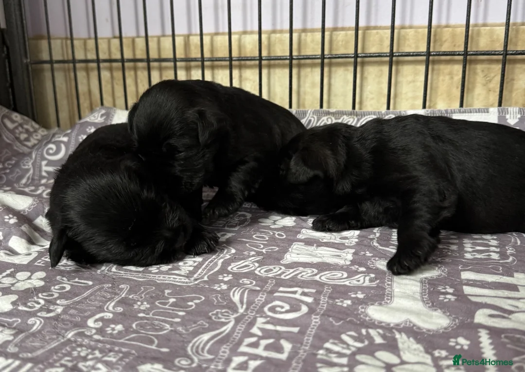 Miniature Schnauzer dogs for sale: Beautiful miniature schnauzer Pups - Advert 6