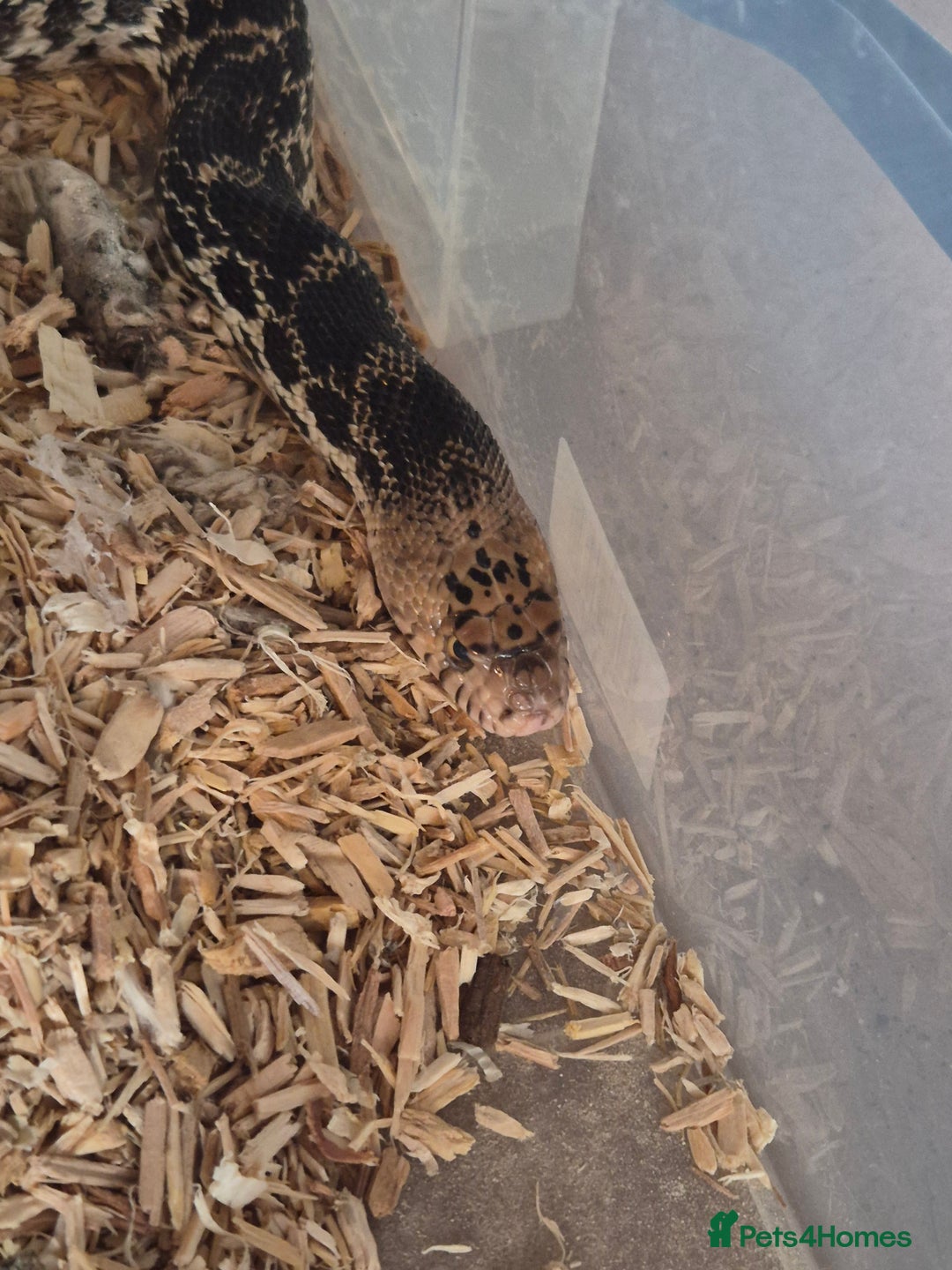 Snake reptiles for sale: Bullsnake for sale - Image 2