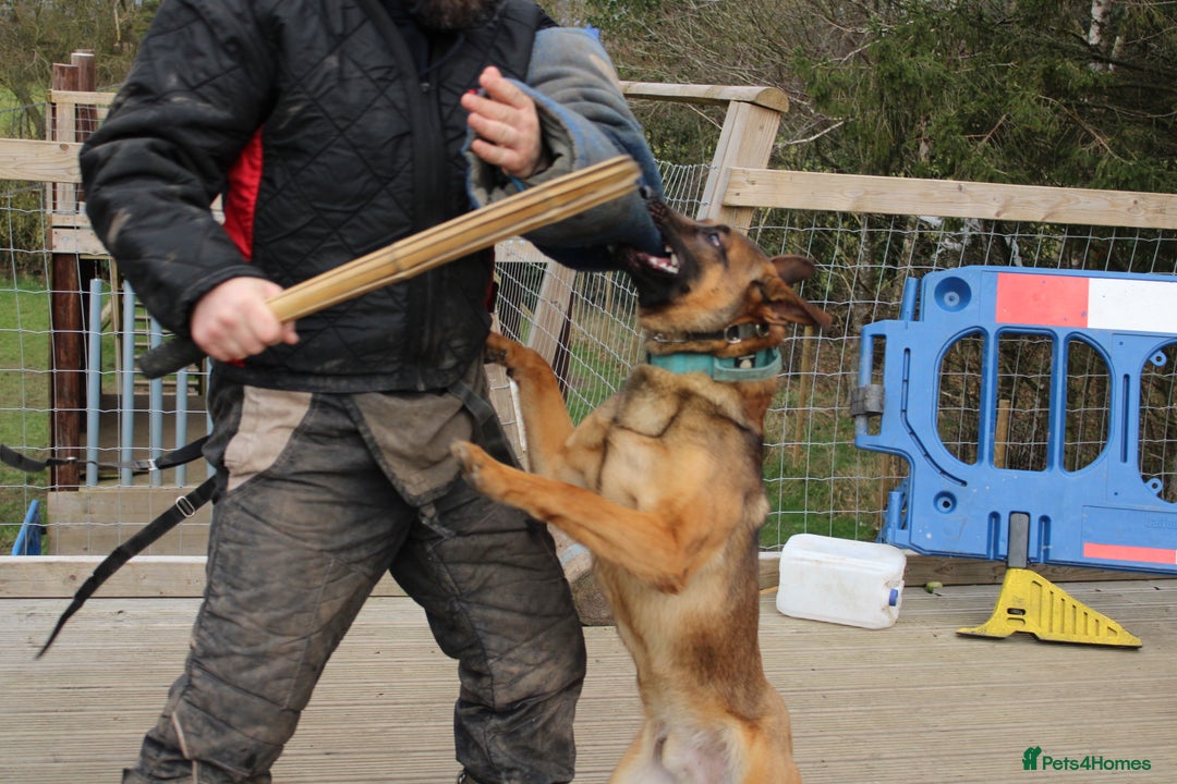 Belgian Shepherd Dog dogs for sale: PuppiesDWKC registered Working Line,Tested Parents - Image 21