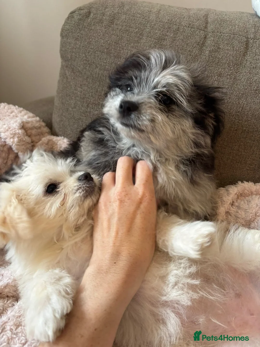 Mixed Breed dogs for sale: Last 2 Pomenese pups  in Kinross - Advert 2