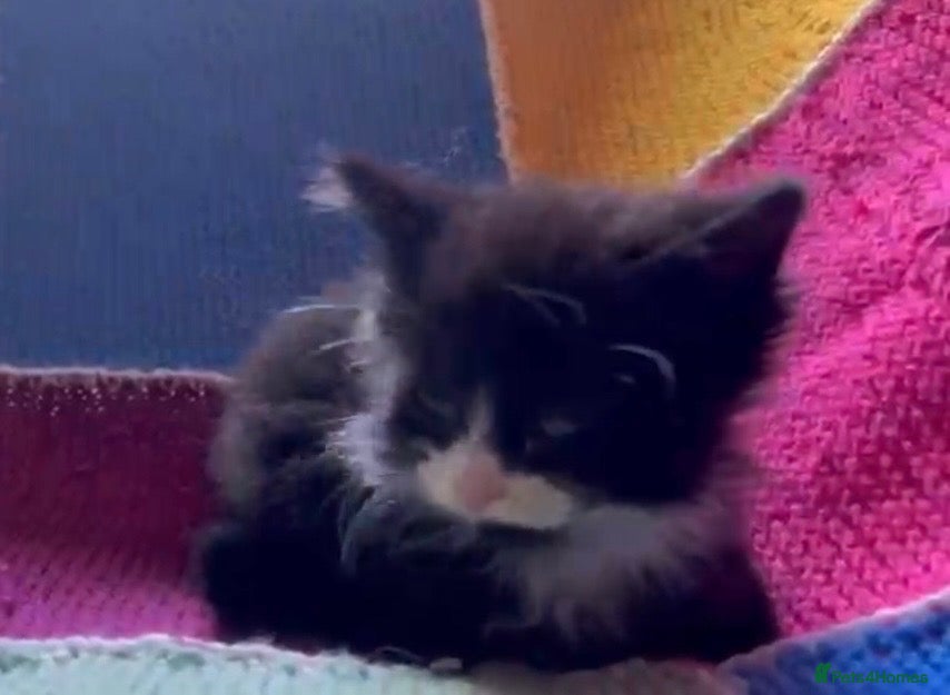 Mixed Breed cats Winnie the fluffy rescue kitten- needs a home - Advert 9