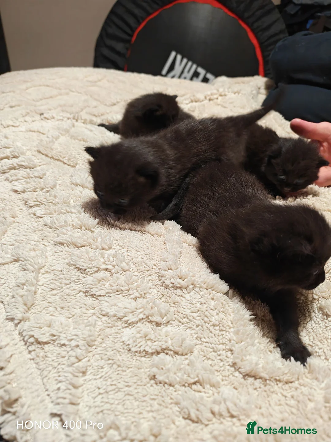 Mixed Breed cats for sale: Beautiful kittens - Advert 14