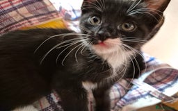 Mixed Breed cats for sale: Black and white kittens - Image 3