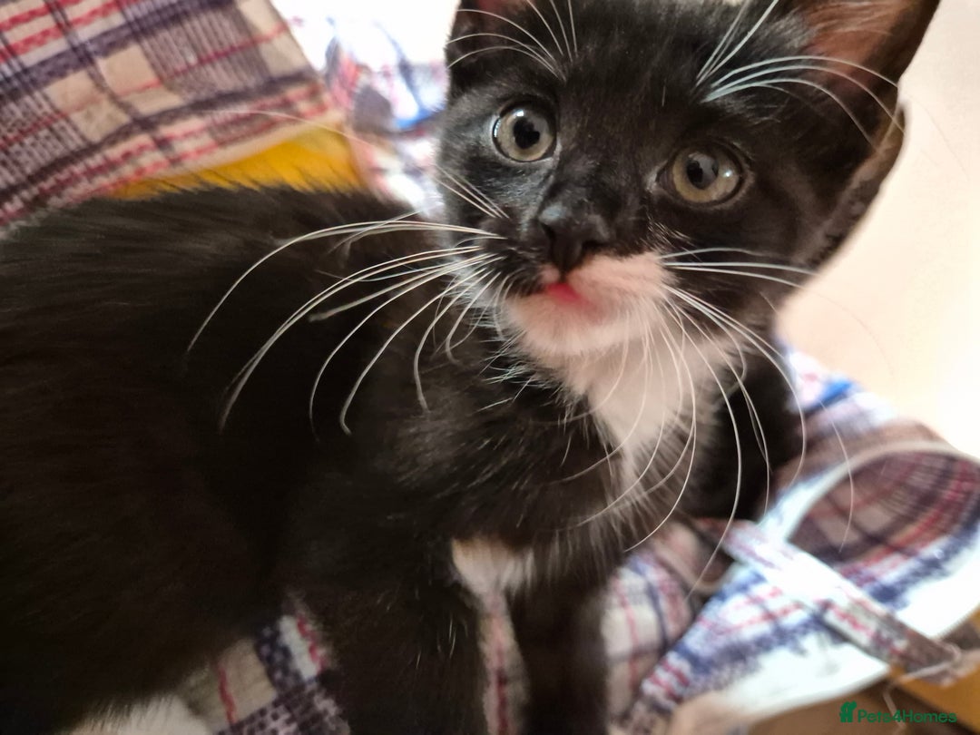 Mixed Breed cats for sale: Black and white kittens - Image 3