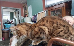 Bengal cats for sale: Bengal 3yr old Queen  - Cheetara  - Image 3