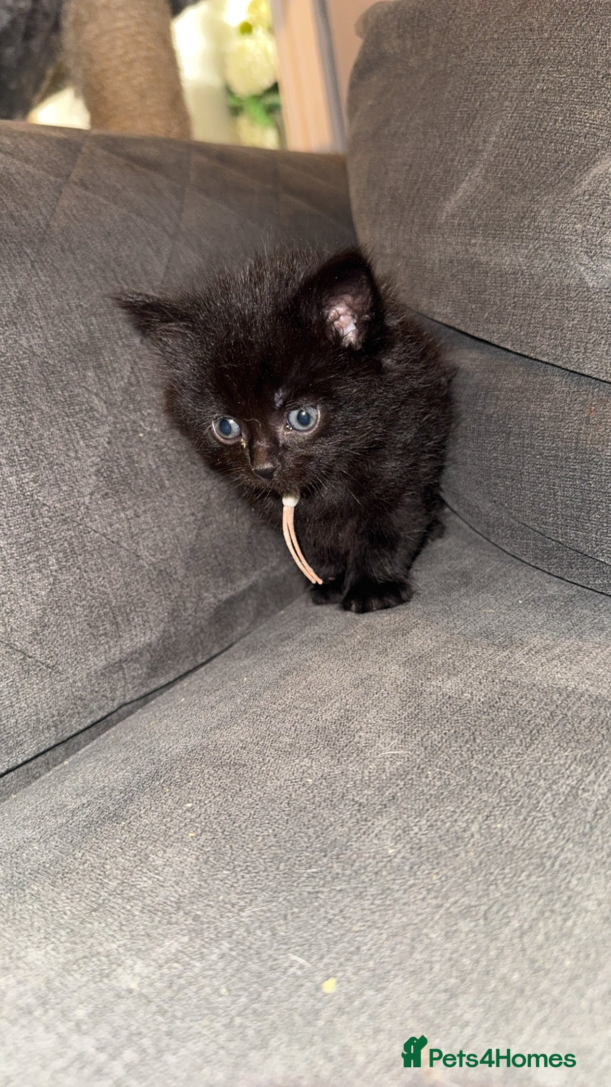 Mixed Breed cats Maine coon mix kittens BLACK FEMALE LEFT - Advert 3