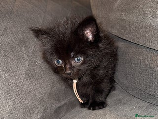 Mixed Breed cats Maine coon mix kittens BLACK FEMALE LEFT - Advert 1
