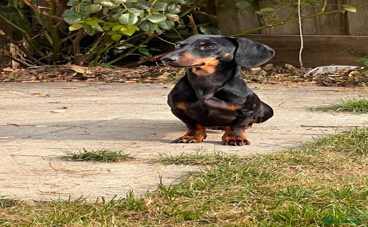 Miniature Dachshund dogs - Advert 1