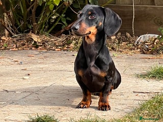 Miniature Dachshund dogs - Advert 23